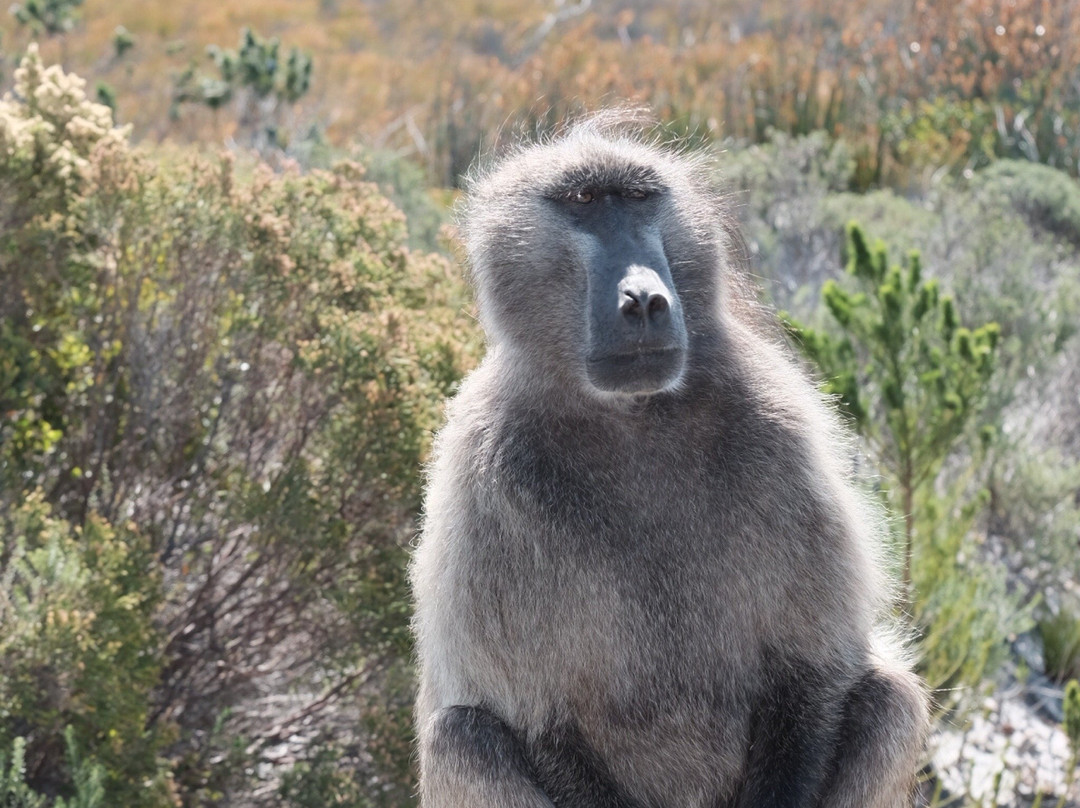 Discovery Tours - Day Tours-开普敦中心区必去景点