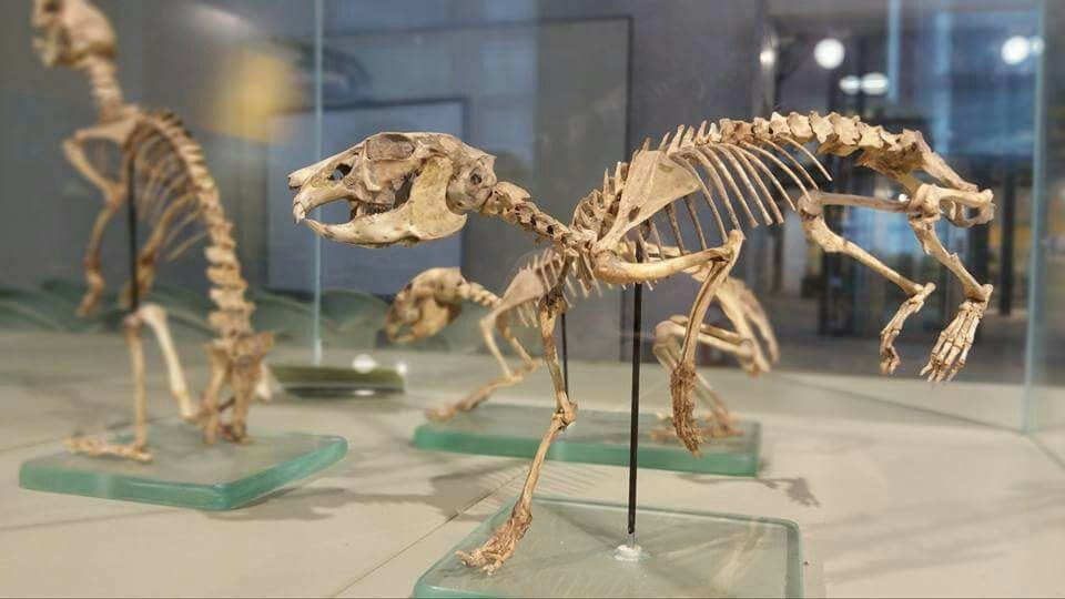 Museo Dei Paleoambienti Sulcitani-Carbonia必去景点