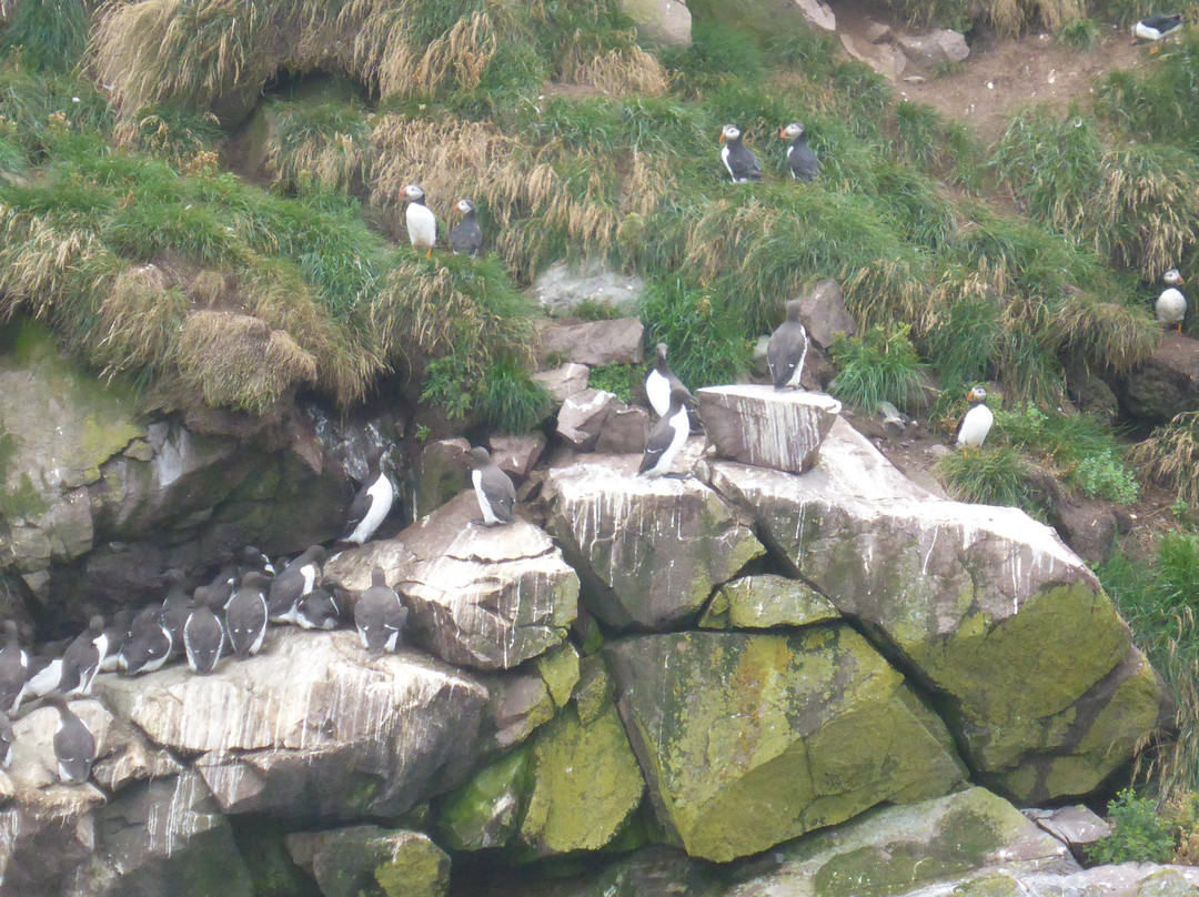 Witless Bay ecological reserve景点图片