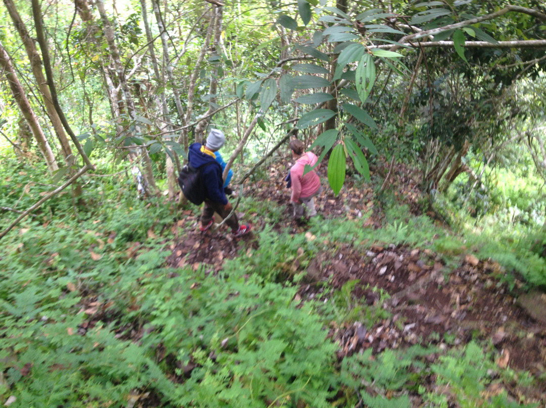 Orangutan Voyage-Kumai必去景点