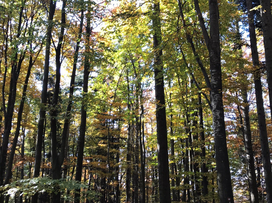 Medvednica Nature Park景点图片