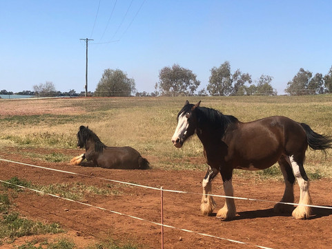 Kikoira旅游景点-Larne draught horses