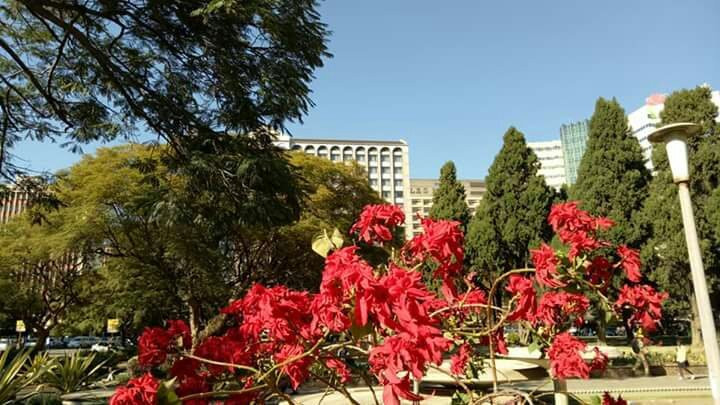 Harare Gardens景点图片