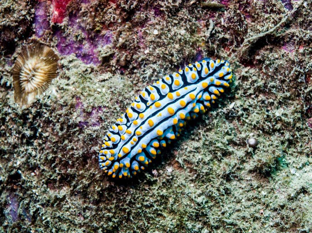 Sunshine Diving-Trincomalee必去景点