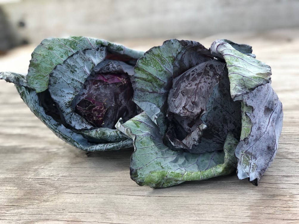 The Veggie Wagon景点图片