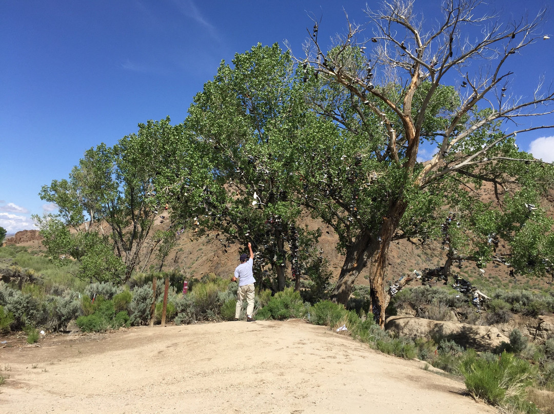 Shoe Tree-Fallon必去景点