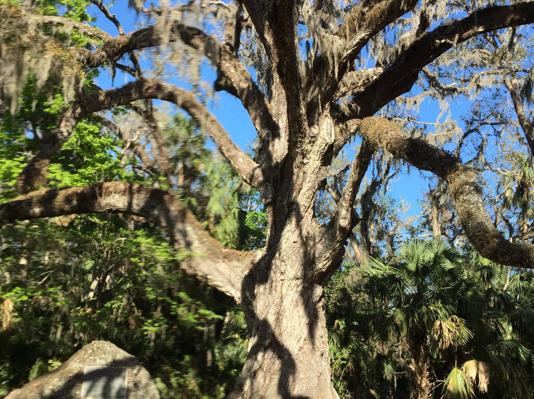 Bulow Creek State Park-奥蒙德海滩必去景点