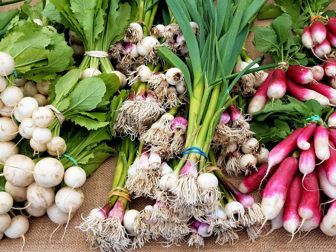 Olde Beaufort Farmers Market-Beaufort必去景点