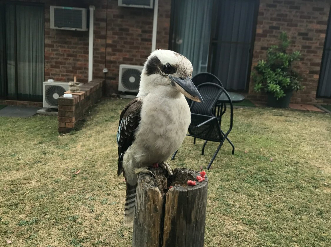 Alexandra酒店住宿-Eildon Parkview Motor Inn