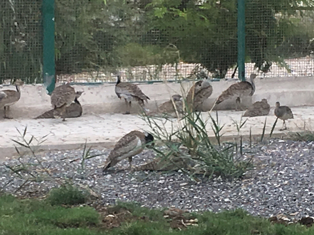 BandarAbbas Bird Garden景点图片