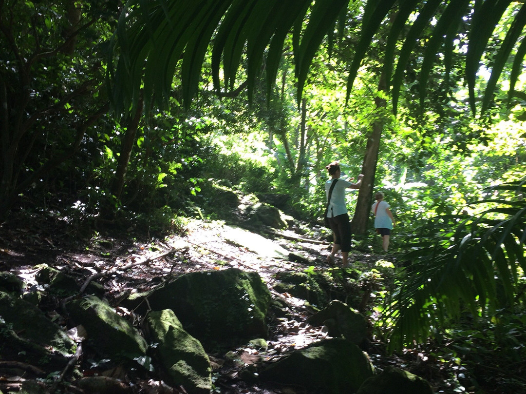Duberry-Cassava Trail-蒙特塞拉特必去景点