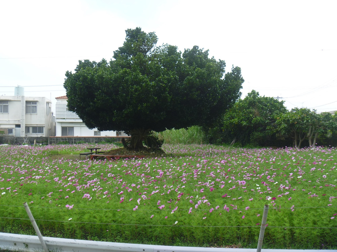 Uchimaudon Cosmos Field景点图片