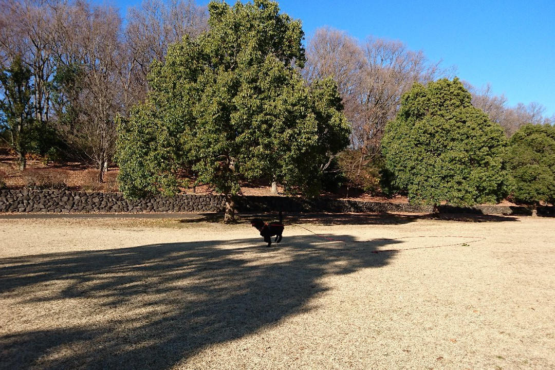 Oyamadairi Park-町田市必去景点