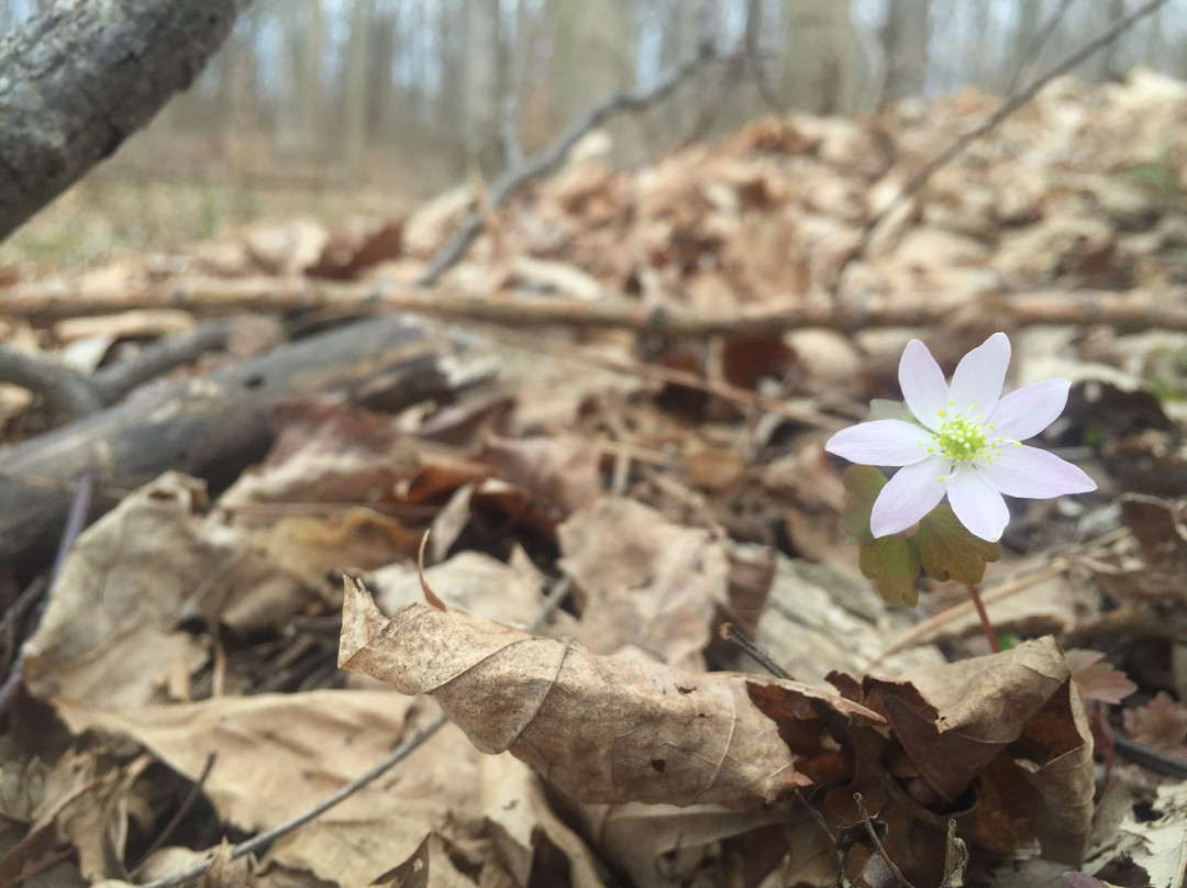 Eidson Woods Preserve-Greenville必去景点