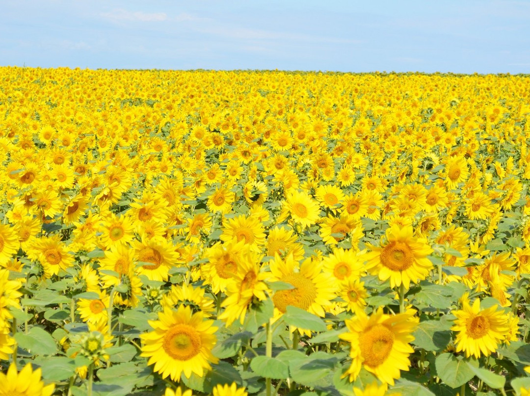 Asahigaoka Viewing Platform-大空町必去景点
