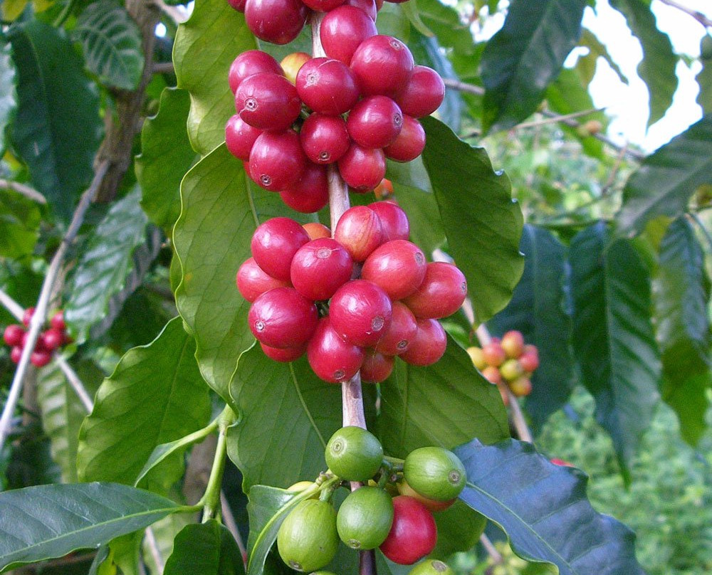 Pele Plantations-卡慕也拉必去景点