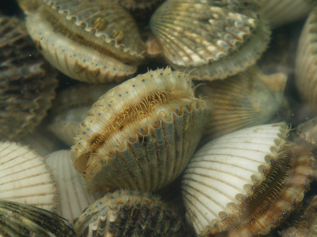 Bayport River Safari-Weeki Wachee必去景点