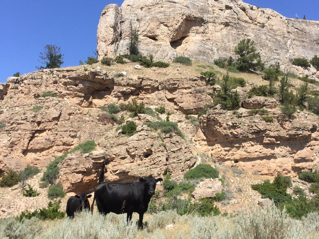 Pryor Mountains-比灵斯必去景点