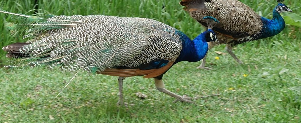 Victoria Park  Bird Sanctuary-Souris必去景点