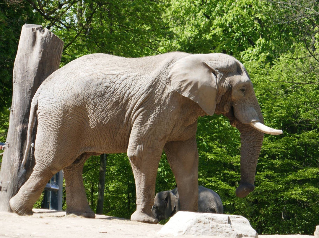 Zoo Wuppertal景点图片