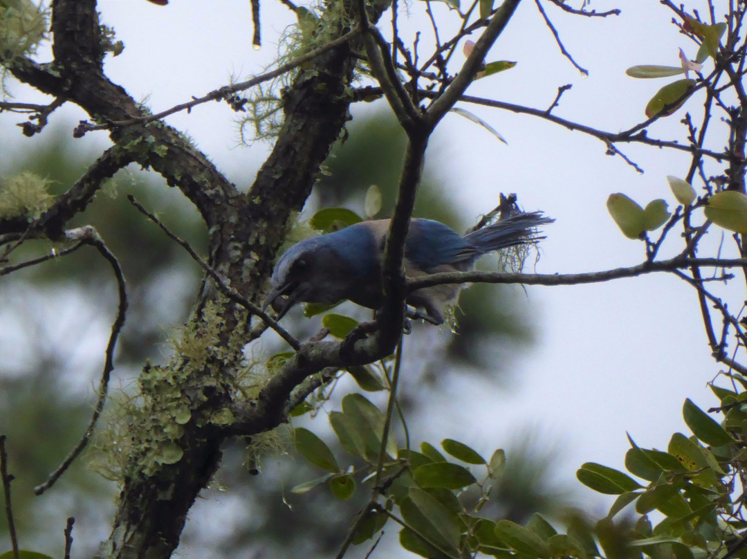 Pine Forest Park-Eustis必去景点