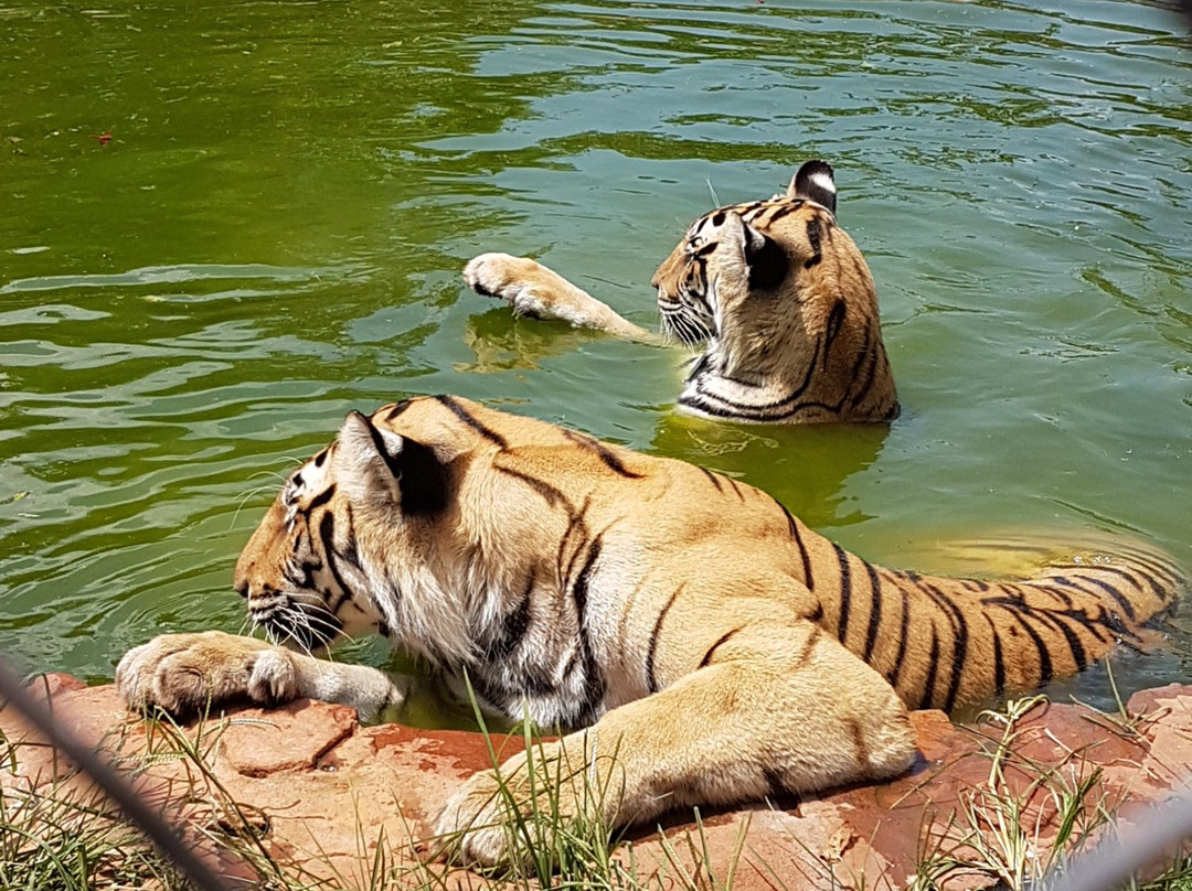 MBIDI Resort & Animal Sanctuary景点图片
