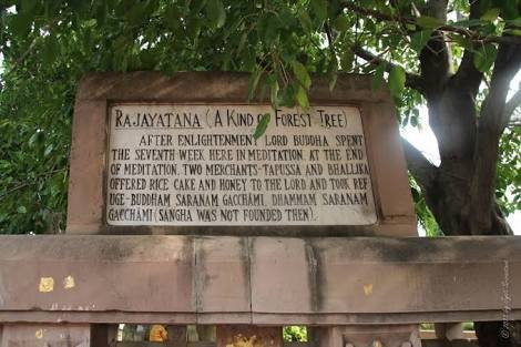 Rajayatna Tree-加雅岛必去景点