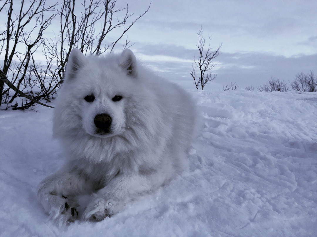 Abisko Guide - Day Tours-阿比斯库必去景点