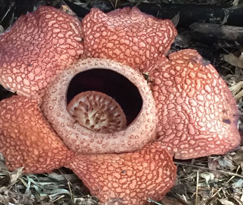 Mountain Trails Tours & Travel-亚庇必去景点