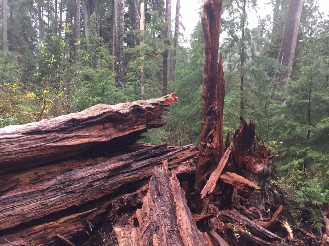 Quinault Big Cedar景点图片