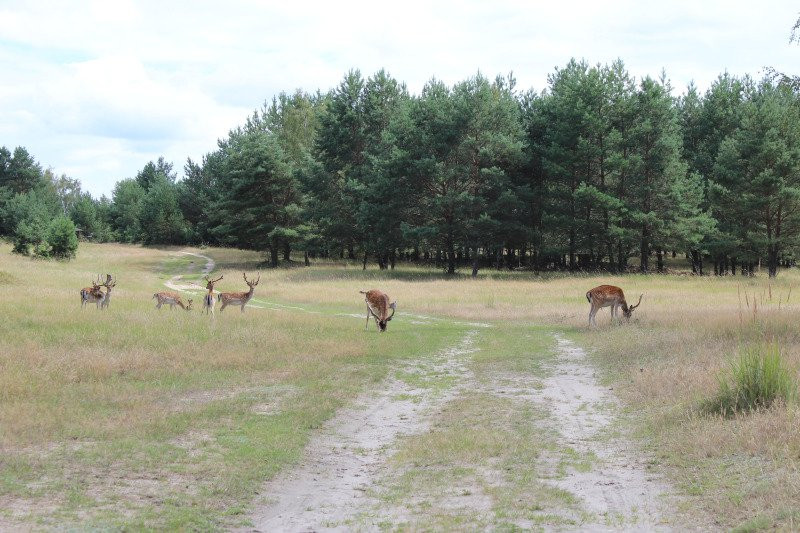 NaturParkZentrum am Wildgehege Glauer Tal景点图片