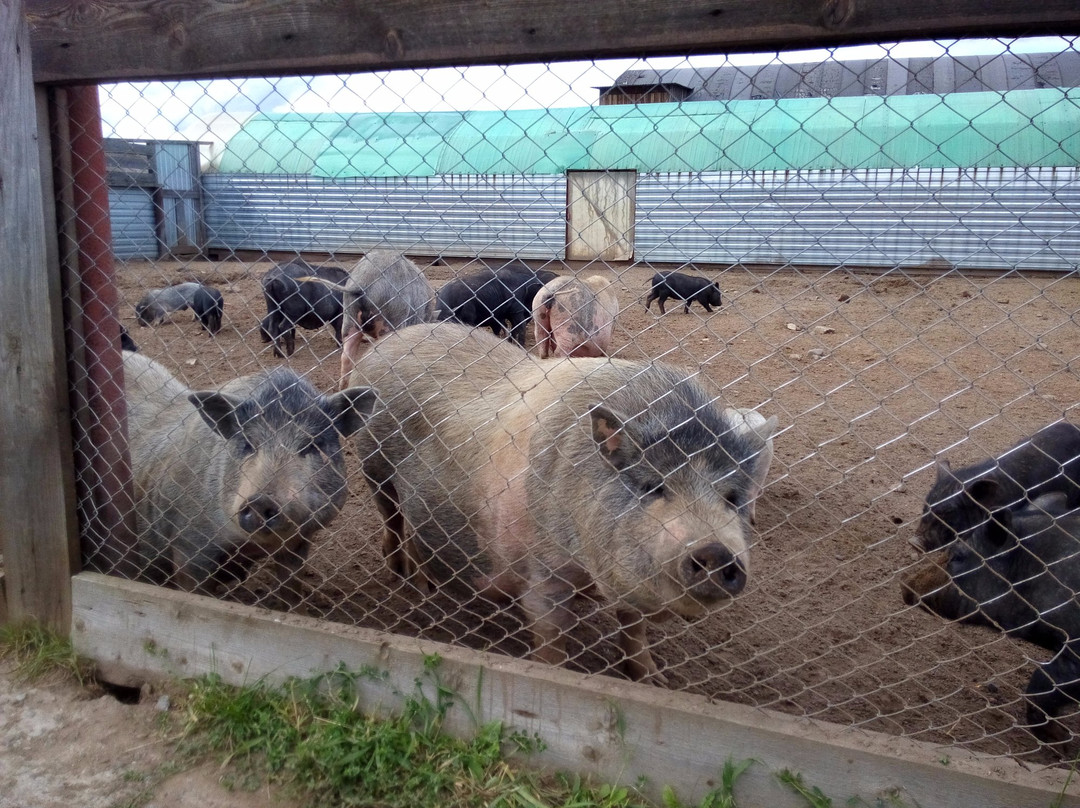 Ostrich Farm Krasavinskiy Khutorok-Zaosinovo必去景点