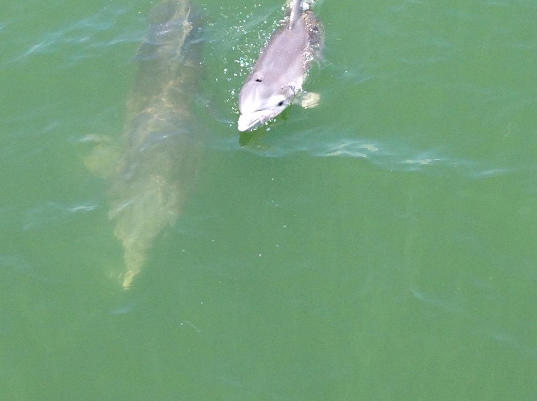 Kohootz Dolphin Encounters-Aransas Pass必去景点