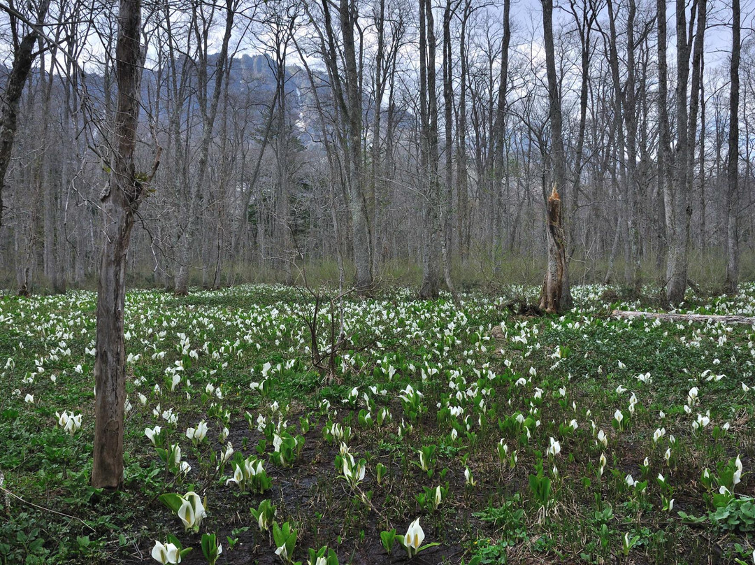 Togakushi Forest Botanical Garden-长野县必去景点