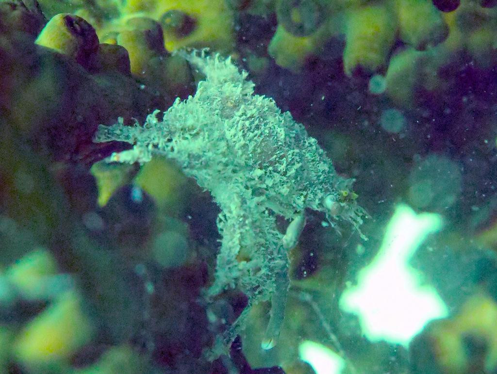 Quiver Dive Team-红土坎必去景点