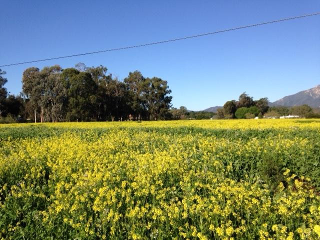 Ojai Meadows Preserve-奥海必去景点