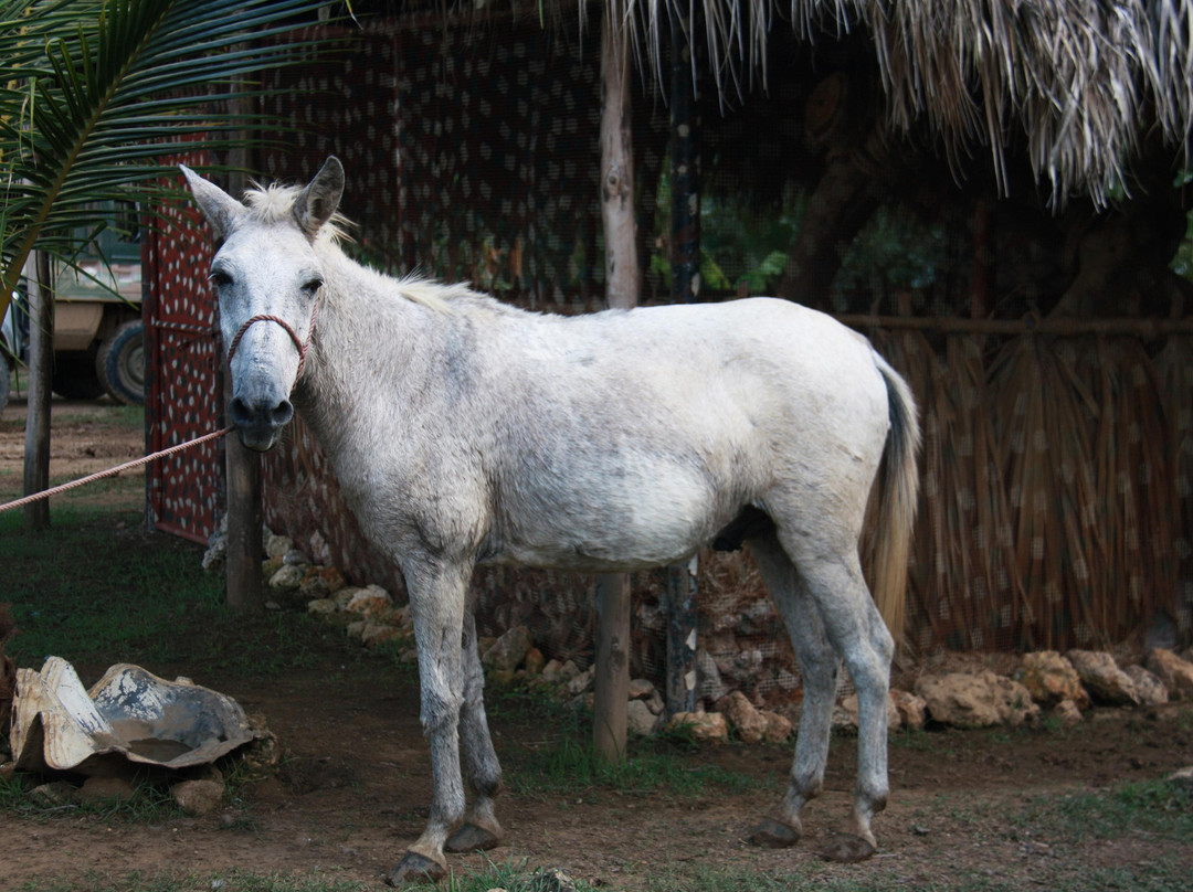 Wild Ranch Zipline Canopy-Santa Cruz de Gato必去景点
