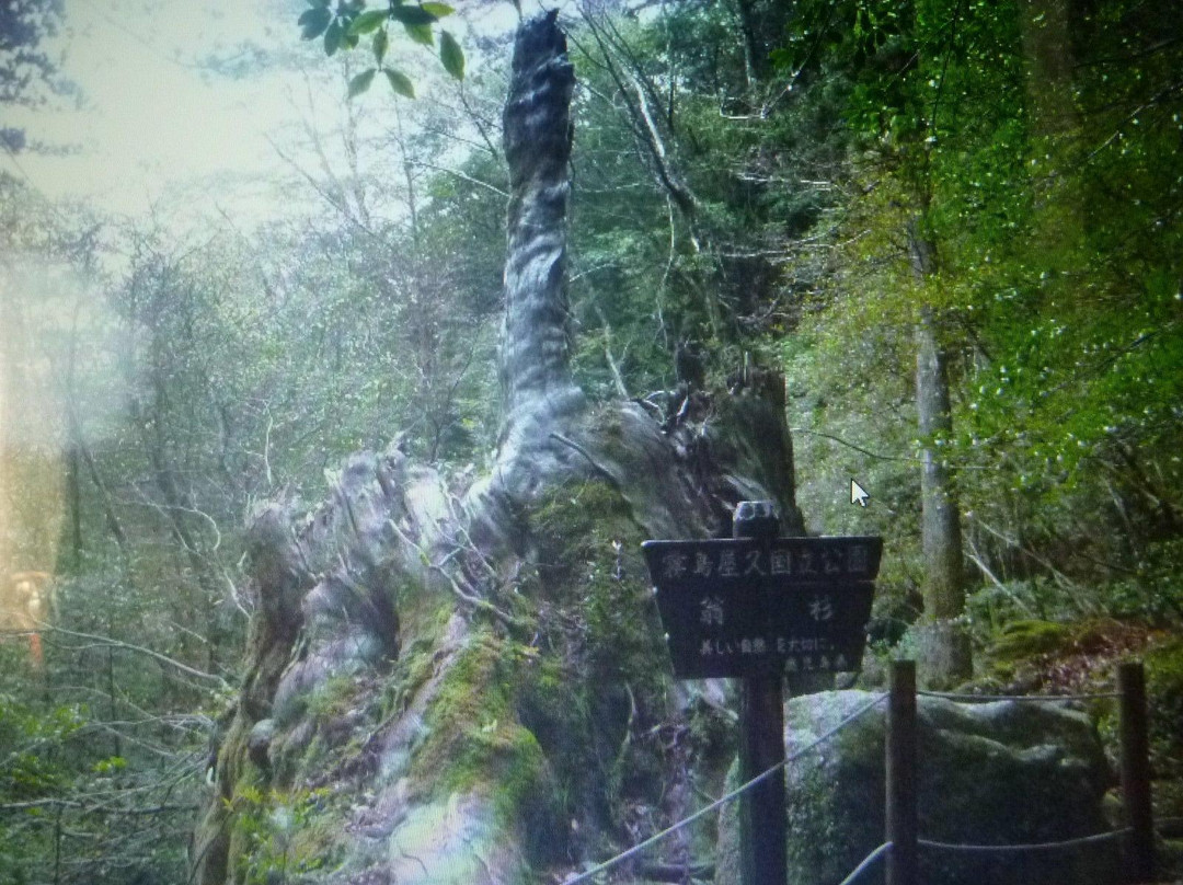 Okinasugi景点图片