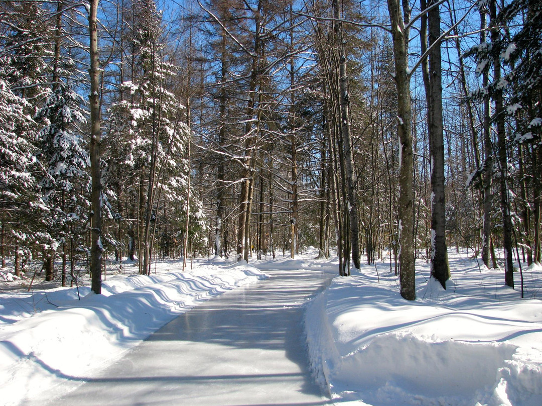 Parc John-H. Molson Outdoor Skating Rink景点图片