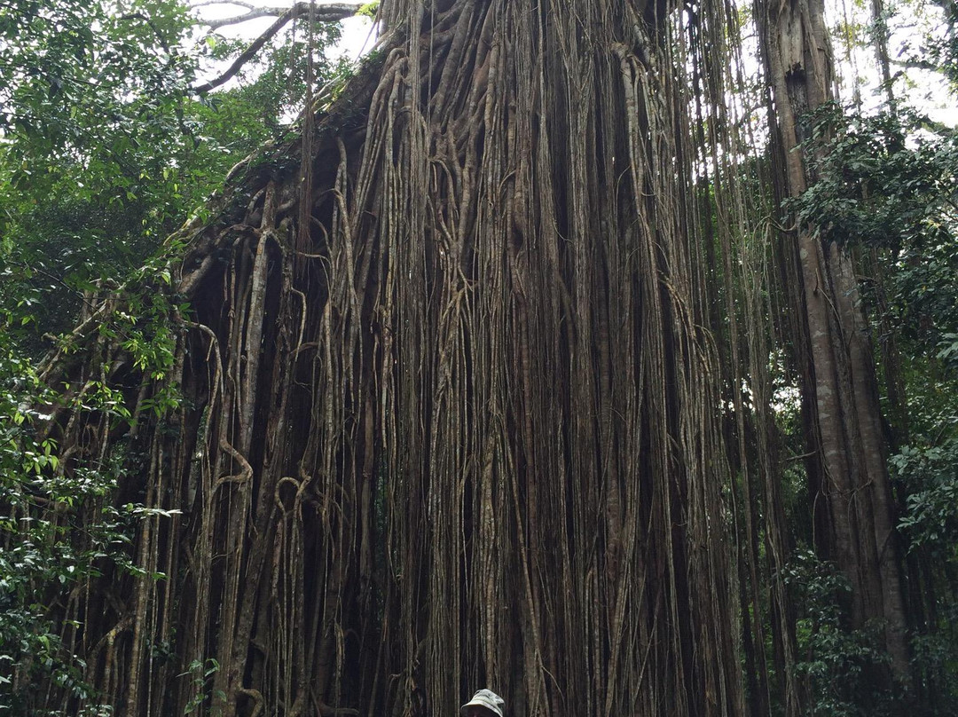 Food Trail Tours-凯恩斯必去景点