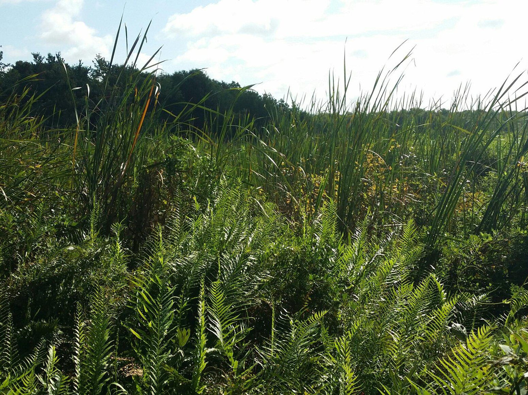 Lake Lotus Nature Park-阿尔塔蒙特斯普林斯必去景点