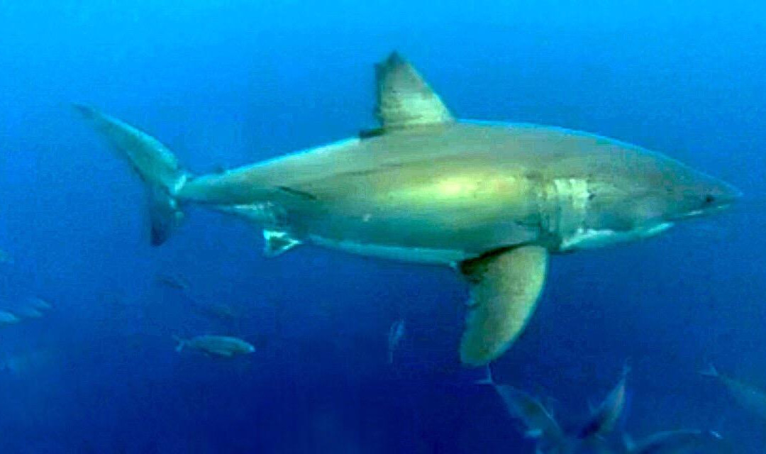 Rodney Fox Shark Expeditions景点图片