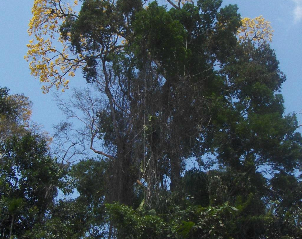 Bosque Santa Lucia-Santarem必去景点