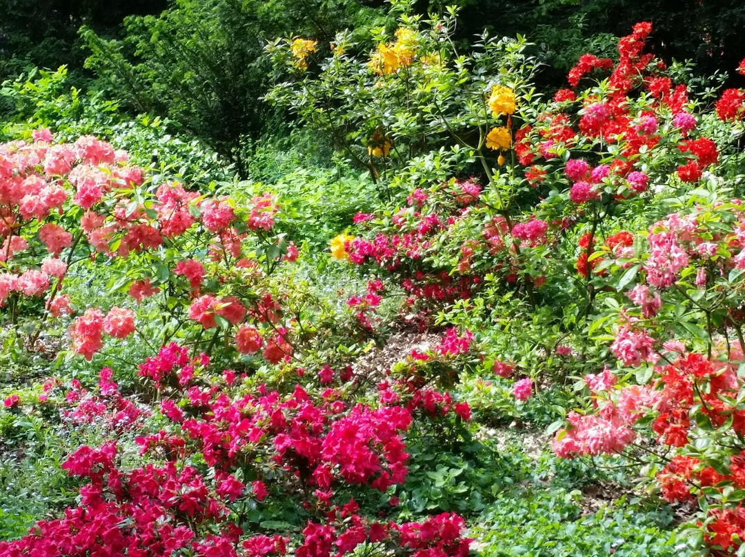 Arboretum Kórnickie景点图片