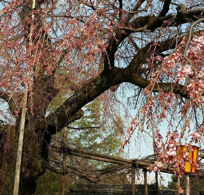 Unjo No Sakura-池田町必去景点