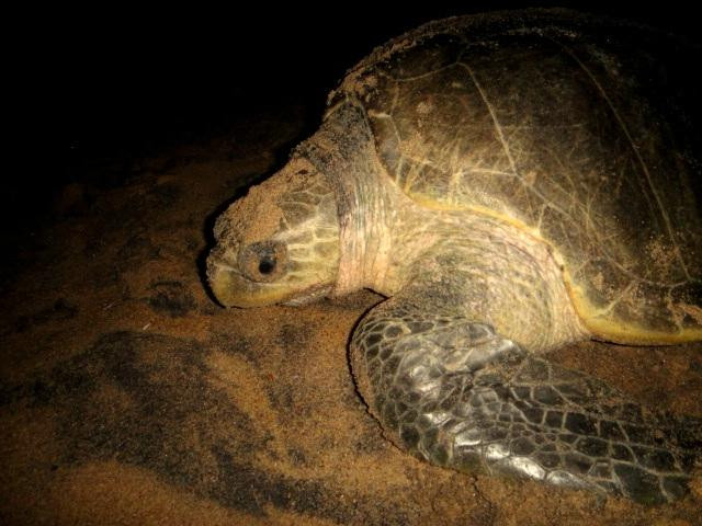 Gahirmatha Turtle Sanctuary景点图片