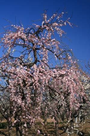 Anpachihyakubaien-安八町必去景点