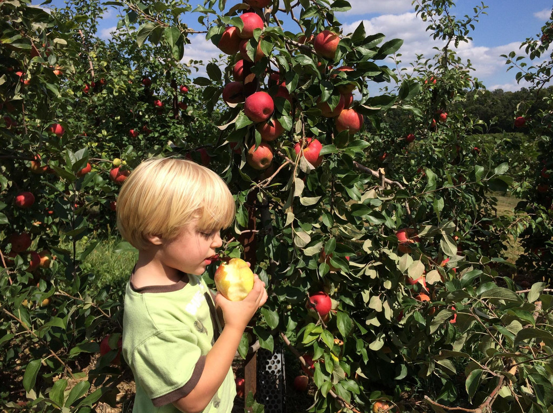 Brown's Orchards and Farm Market景点图片