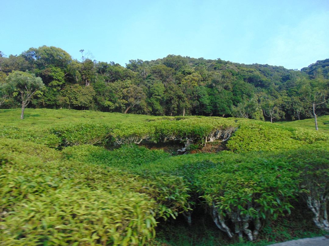 Artha Blue Mountain主图