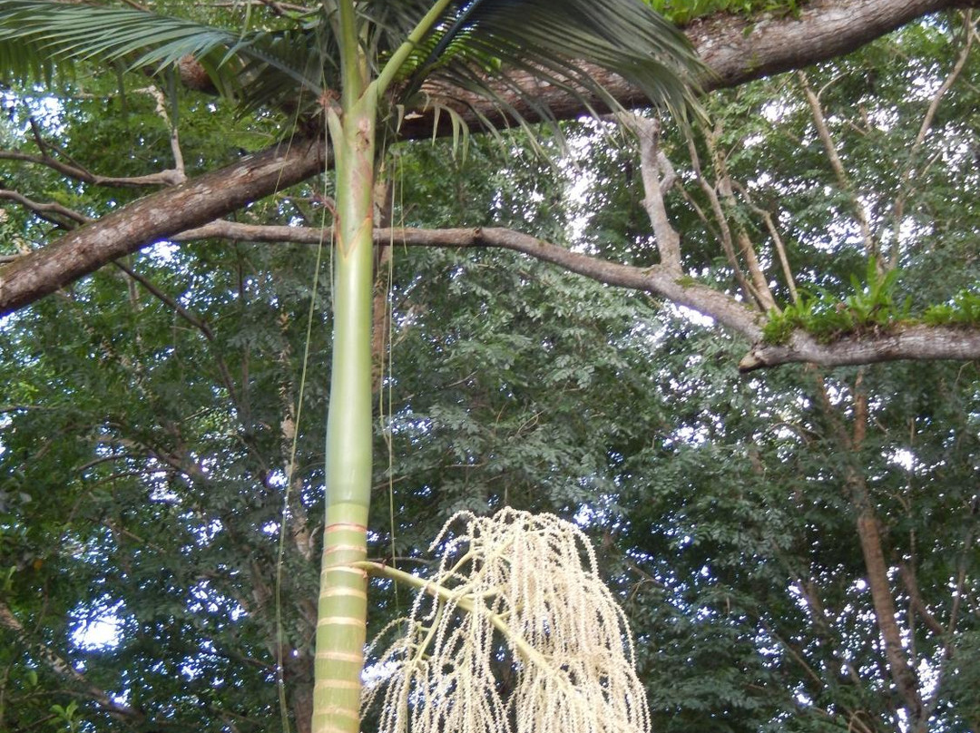 Jardin Botanique de Coconi-Ouangani必去景点